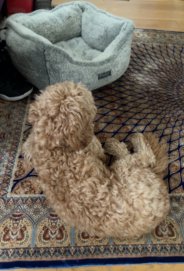 A pet being checked after a walk